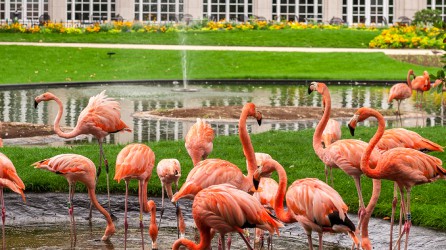 Zoo Antwerpen Flamingos Header 1
