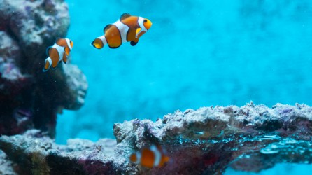 Zee Aquarium Bergen aan Zee header