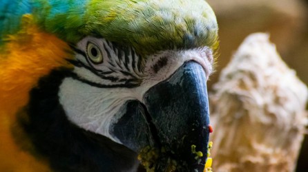 Dierenpark Oliemeulen Header 1