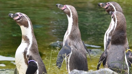 Landgoed Hoenderdaell header pinguins