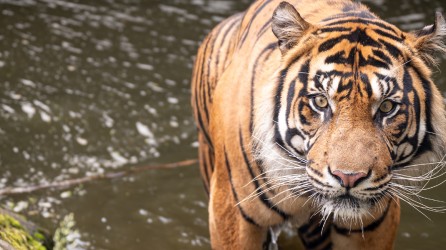 Diergaarde Blijdorp Header