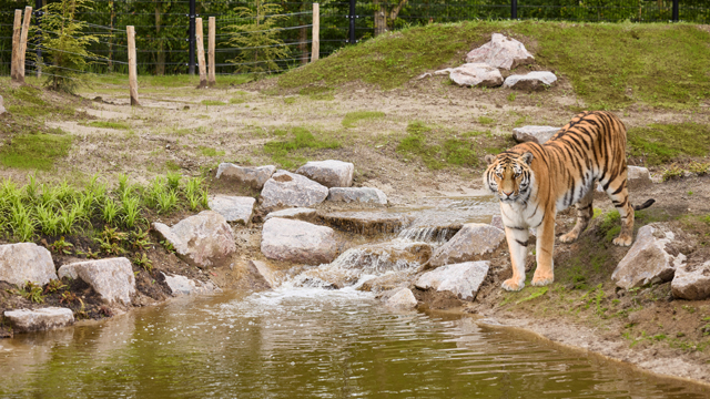 EindhovenZoo Tijger