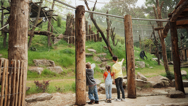 Dierenpark Amersfoort chimpansees