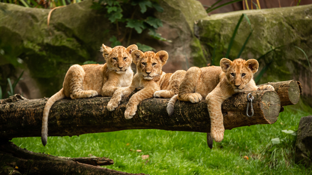 Zoo Antwerpen Leeuwen