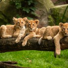 Slide 1 - ZOO Antwerpen