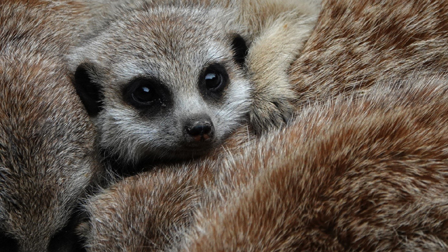 Dierenpark Oliemeulen Stokstaartjes