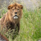 Slider 1 - WILDLANDS Adventure Zoo Emmen