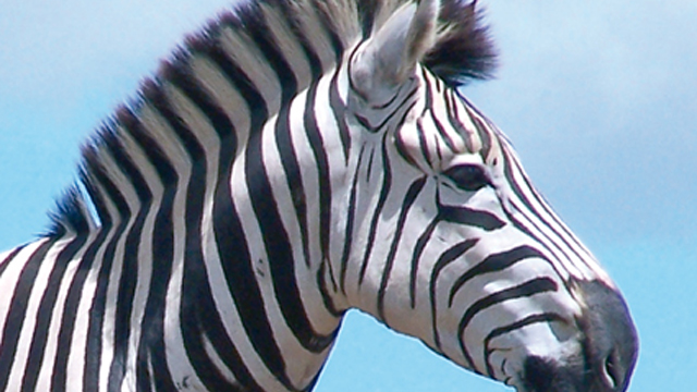 Blanckendael Zebra
