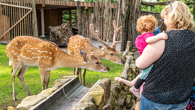 Tierpark Nordhorn hertjes