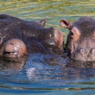 Slider 4 - WILDLANDS Adventure Zoo Emmen