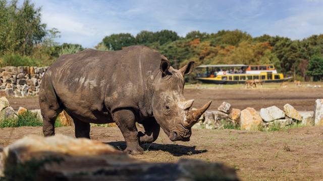 Safari BB Neushoorn