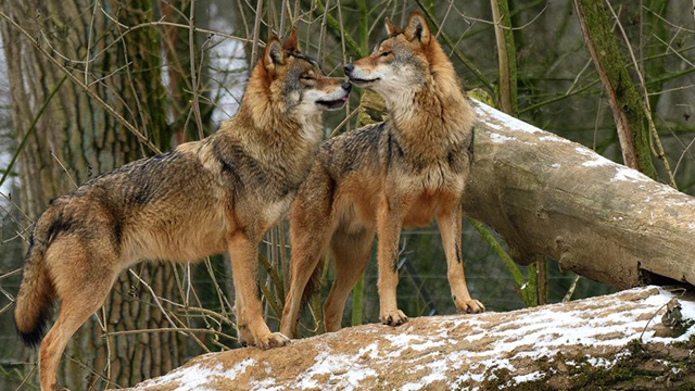Biotopwildpark Anholter Schweiz wolven