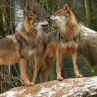 Slide 2 - Biotopwildpark Anholter Schweiz