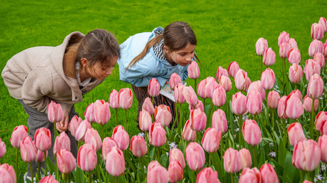 Keukenhof bloemen