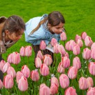 Slide 2 - Keukenhof Holland