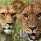Slide 1 - Safaripark Beekse Bergen