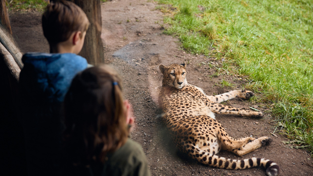 ZooParc Cheeta