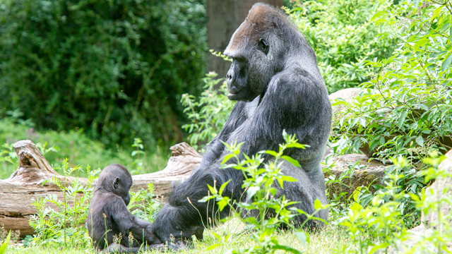 Apenheul gorilla