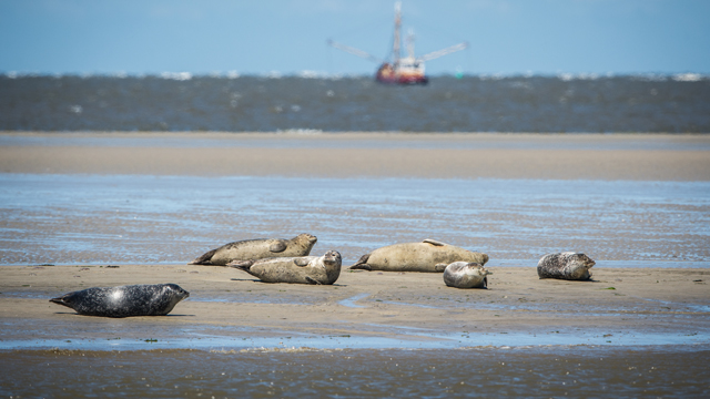 Groepsverblijven Ameland zeehonden