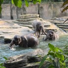 Slider 1 - WILDLANDS Adventure Zoo Emmen