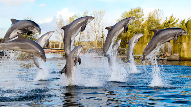 Dolfinarium dolfijnen v2