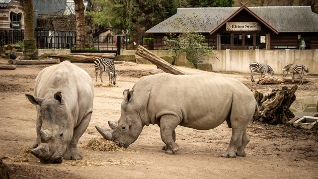 ZOO Antwerpen neushoorns v3