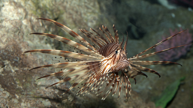 SEA LIFE Lion Fish