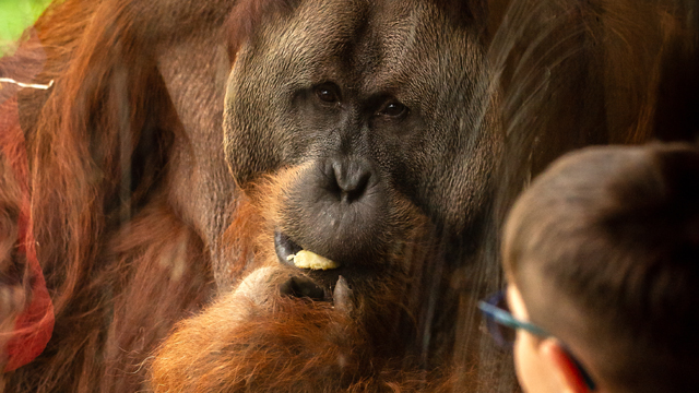 ZOO Plankendaell Orang oetan
