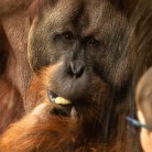 Slide 2 - ZOO Planckendael