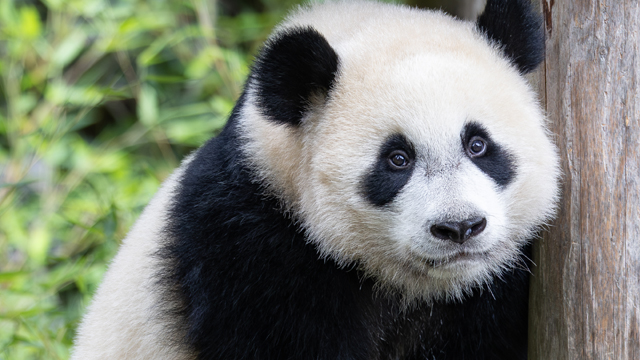 Ouwehands Dierenpark panda v2