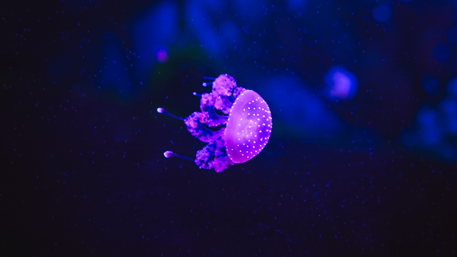 Sea Life Scheveningen 3