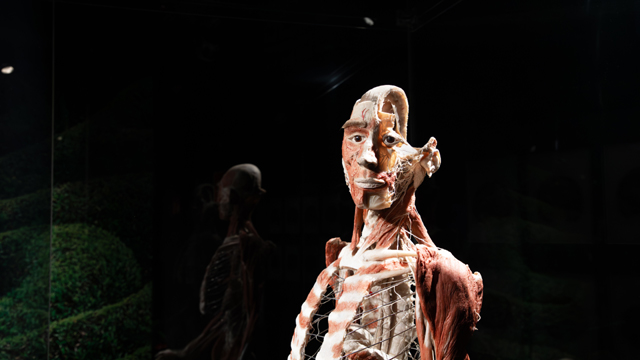 Body Worlds Mens