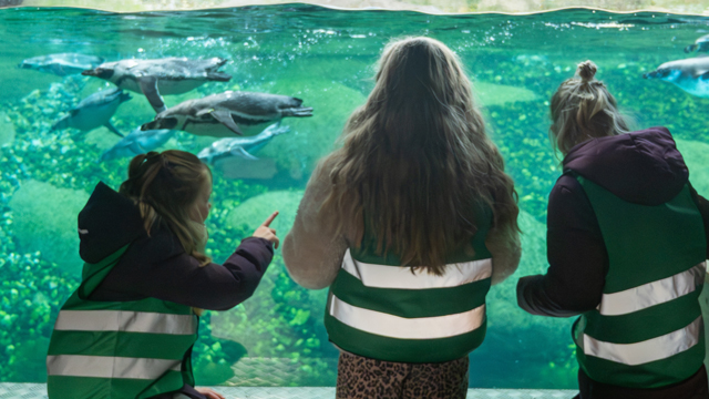 Wildlands Pinguins v2