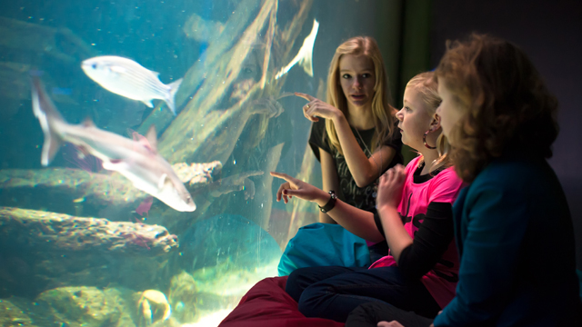 Groepsverblijven Ameland aquarium