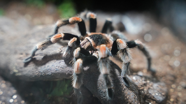 Dierenpark Oliemeulen Vogelspin