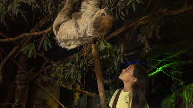 Dierenpark Amersfoort luiaard