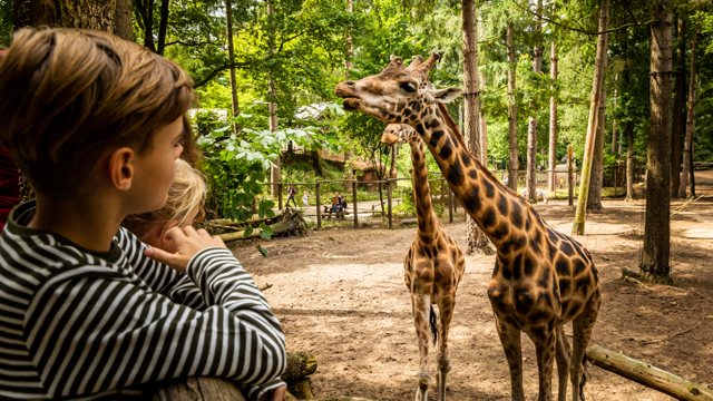 Dierenpark Amersfoort Giraffe