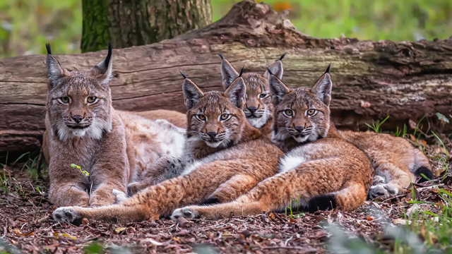 Biotopwildpark Anholter Schweiz lynx