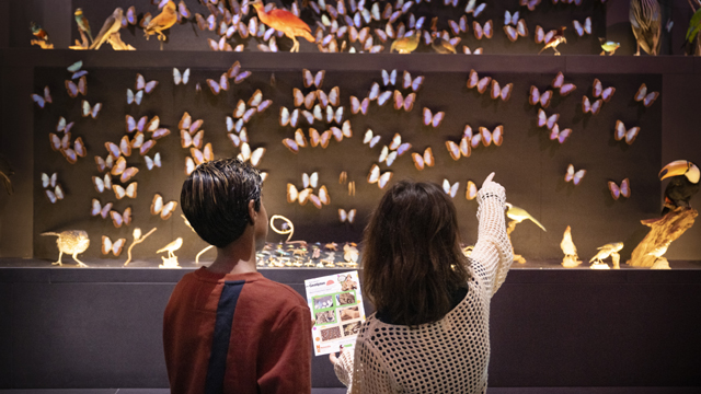 Naturalis vlinders