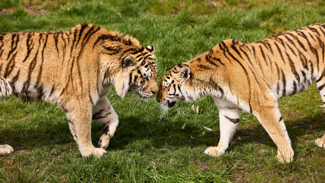 Aquazoo twee tijgers