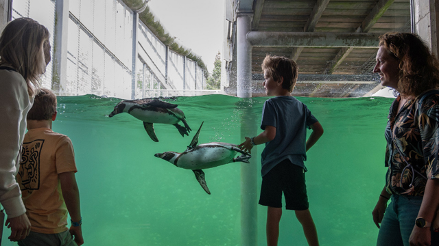 Wildlands pinguins