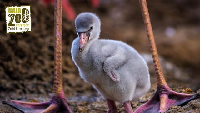 GaiaZOO flamingo