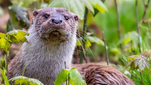 Biotopwildpark Anholter Schweiz otter