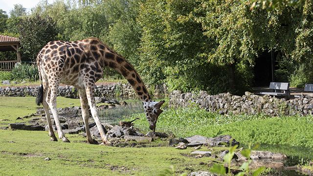 Pakawi Giraffe