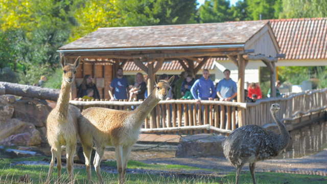 Avifauna Vicunas