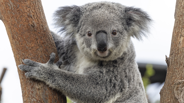 Ouwehands Dierenpark koala