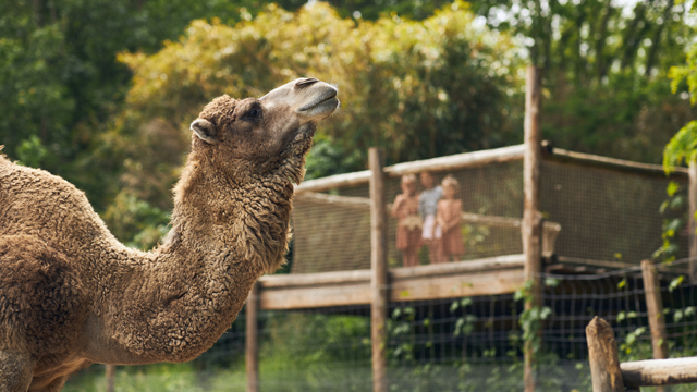 ZooParc Drommedaris