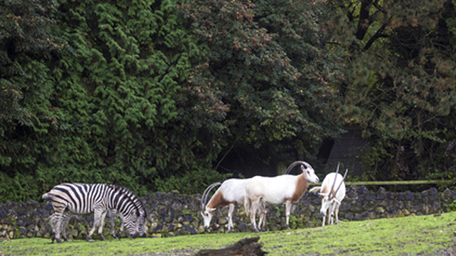 Pakawi Afrikaanse dieren