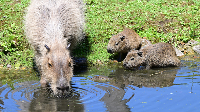 GaiaZOO Capibaras