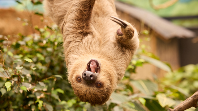 Zooparc Overloon Luiaard